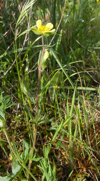 Helianthemum salicifolium?